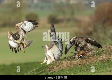 Mäusebussard Buteo buteo, helmdecke Gemeinsame Fasan Phasianus colchicus mit Intraspezifische Konkurrenz, Berwick Bassett, Wiltshire, UK, November Stockfoto