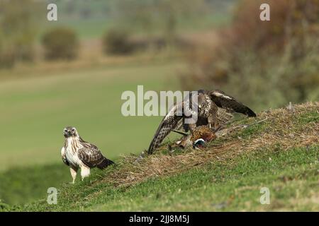 Mäusebussard Buteo buteo, helmdecke Gemeinsame Fasan Phasianus colchicus Beute, Berwick Bassett, Wiltshire, UK, November Stockfoto