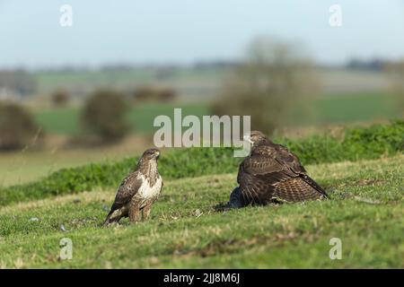 Mäusebussard Buteo buteo, helmdecke Gemeinsame Fasan Phasianus colchicus töten, Berwick Bassett, Wiltshire, UK, November Stockfoto