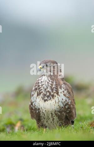 Bussard Buteo buteo, Profil, Berwick Bassett, Wiltshire, UK, Februar Stockfoto