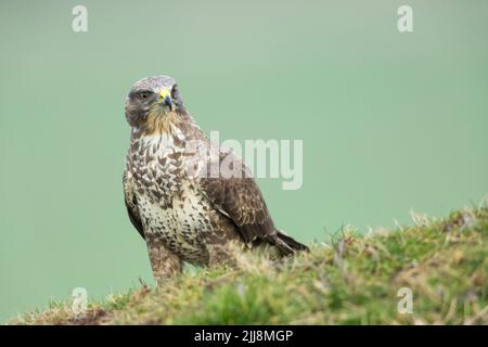 Bussard Buteo buteo, Profil, Berwick Bassett, Wiltshire, UK, Februar Stockfoto