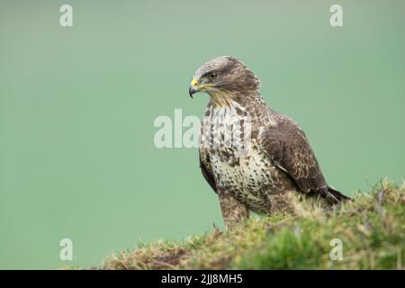 Bussard Buteo buteo, Profil, Berwick Bassett, Wiltshire, UK, Februar Stockfoto