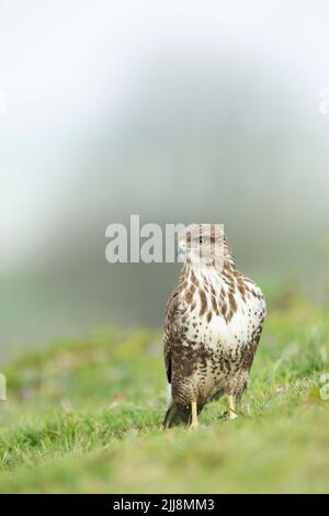 Bussard Buteo buteo, Profil, Berwick Bassett, Wiltshire, UK, Februar Stockfoto