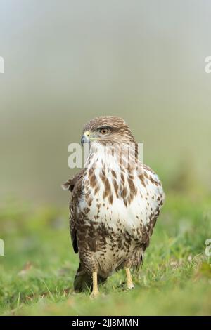 Bussard Buteo buteo, Profil, Berwick Bassett, Wiltshire, UK, Februar Stockfoto