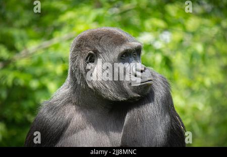 Die Nahaufnahme eines entspannten Gorilla-Porträts im Freien Stockfoto