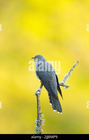 Gewöhnlicher Kuckuck Cuculus canorus, erwachsener Rüde, hochsitzend, Thursley Common, Surrey, Großbritannien, Mai Stockfoto
