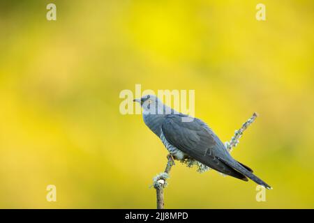 Gewöhnlicher Kuckuck Cuculus canorus, erwachsener Rüde, hochsitzend, Thursley Common, Surrey, Großbritannien, Mai Stockfoto