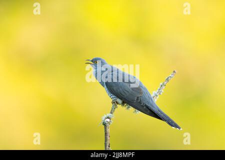 Gewöhnlicher Kuckuck Cuculus canorus, erwachsener Rüde, hochsitzend, Thursley Common, Surrey, Großbritannien, Mai Stockfoto