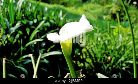 Schöne weiße Blüten von Zantedeschia aethiopica auch bekannt als Calla Lily. Natürlicher Hintergrund. Stockfoto