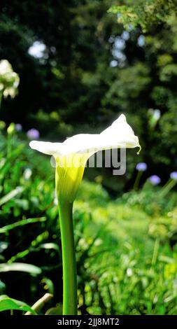 Schöne weiße Blüten von Zantedeschia aethiopica auch bekannt als Calla Lily. Natürlicher Hintergrund. Stockfoto