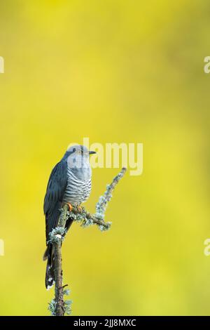 Gewöhnlicher Kuckuck Cuculus canorus, erwachsener Rüde, hochsitzend, Thursley Common, Surrey, Großbritannien, Mai Stockfoto