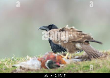 Kolkrabe Corvus Corax, Erwachsener, beobachten Mäusebussard Buteo buteo Fütterung auf gemeinsame Fasan Phasianus colchicus, Berwick Bassett, Wiltshire, UK, Stockfoto