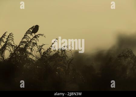 Gemeiner Steinechat Saxicola torquata, erwachsener Rüde, in Bracken geheckt und gerufen, Buschy Park, Outer London, England, Großbritannien, Oktober Stockfoto