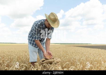 Landwirt überprüft die Qualität des Weizens. Agrarkonzept. Die Hände des Bauern gießen Weizenkörner in einen Beutel mit Ohren. Getreideernte. Ein agronomistischer Look Stockfoto