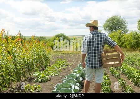 Landwirt Mann in einem Hut stehen stolz vor der Gartenlandschaft mit Holzkiste - Landwirtschaft. Landwirt Vorbereitung auf die Ernte. Rückansicht Stockfoto