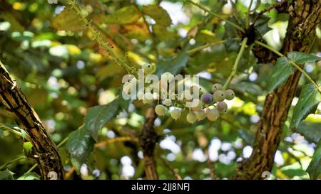 Nahaufnahme von halbreifen Früchten der Mahonia Bealei, auch bekannt als Beales Berberitze, leatherleaf Mahonia oder Oregon Traube. Stockfoto