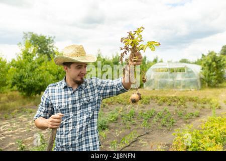 Bauer hält in seinen Händen eine Bush der jungen gelben Kartoffeln, Ernte, saisonale Arbeit im Feld, frisches Gemüse, agro-Kultur, Landwirtschaft, Nahaufnahme, Stockfoto