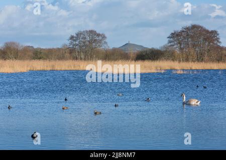 Landschaftsansicht des Glastonbury Tor mit Wasservögeln im Vordergrund, Hamamauer, Somerset, Großbritannien, Februar Stockfoto