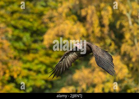 Kapuzengeier Necrosyrtes monachus (Captive), Erwachsener im Flug, Hawk Conservancy Trust, Hampshire, Großbritannien, November Stockfoto