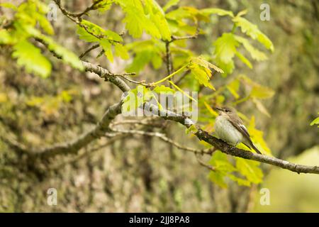 Riedschnepper Ficedula hypoleuca, Erwachsene Hündin, auf englischer Eiche gehockt Quercus robur, Horner Wood, Exmoor National Park, Somerset, UK, Mai Stockfoto