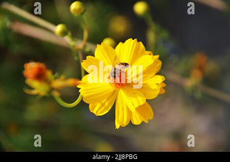 Bieneninsekten halten und essen Nektar süßes Wasser auf Blumen Pflanzenblüten und grünen Blatt Pflanzenbaum in tropischen Frische Dschungel von Chet Sao Noi Waterfal Stockfoto