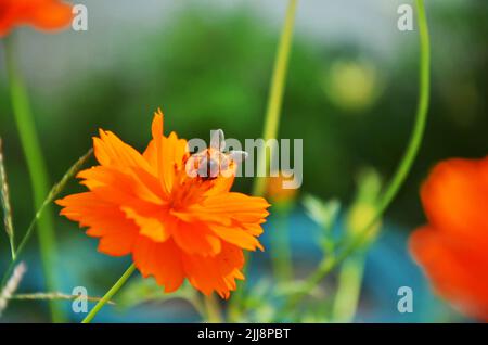 Bieneninsekten halten und essen Nektar süßes Wasser auf Blumen Pflanzenblüten und grünen Blatt Pflanzenbaum in tropischen Frische Dschungel von Chet Sao Noi Waterfal Stockfoto