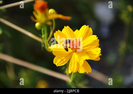 Bieneninsekten halten und essen Nektar süßes Wasser auf Blumen Pflanzenblüten und grünen Blatt Pflanzenbaum in tropischen Frische Dschungel von Chet Sao Noi Waterfal Stockfoto