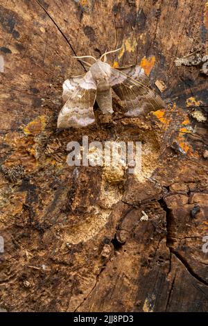 Pappelhawkmoth Laothoe populi, Imago, ruht auf strukturiertem Holz, Middle Winterslow, Wiltshire, UK, Juli Stockfoto