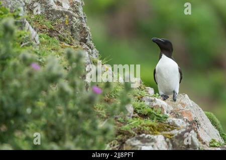 Razorbill Alca torda, Erwachsener, auf Klippe, Skomer, Pembrokeshire, Wales, Großbritannien, Juni Stockfoto