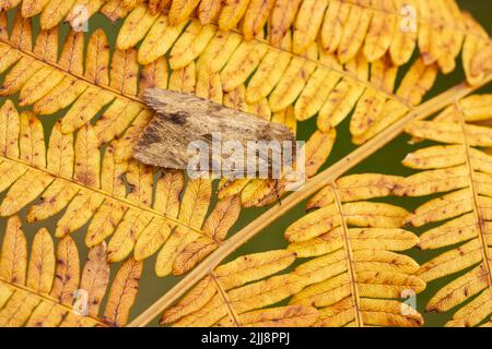 Rötliche Lichtbögen Apamea sublustris, Imago, ruhend auf brackenen Freibeinen, Middle Winterslow, Wiltshire, UK, Juli Stockfoto