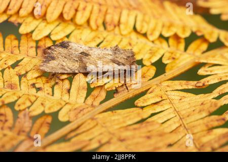 Rötliche Lichtbögen Apamea sublustris, Imago, ruhend auf brackenen Freibeinen, Middle Winterslow, Wiltshire, UK, Juli Stockfoto