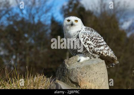 Schneeeule Bubo scandiacus (gefangen), weiblich, auf Felsen gehockt, Hawk Conservancy Trust, Hampshire, Großbritannien, November Stockfoto