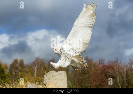 Schneeeule Bubo scandiacus (gefangen), weiblich, Landung auf Felsen, Hawk Conservancy Trust, Hampshire, Großbritannien, November Stockfoto