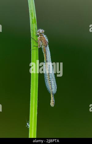 Südliche Damselfliege Coenagrion mercuriale, teneral, auf Grashalmen thront, Parsonage Moor, Oxfordshire, Großbritannien, Juni Stockfoto