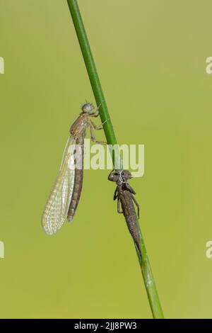 Südlicher Damselfliege Coenagrion mercuriale, teneral, auf Stamm neben Exuviae thront, Parsonage Moor, Oxfordshire, Großbritannien, Juni Stockfoto