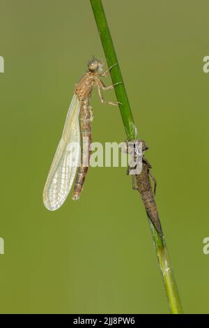 Südlicher Damselfliege Coenagrion mercuriale, teneral, auf Stamm neben Exuviae thront, Parsonage Moor, Oxfordshire, Großbritannien, Juni Stockfoto