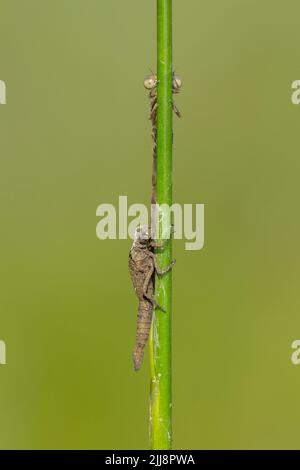 Südlicher Damselfliege Coenagrion mercuriale, teneral, auf Stamm neben Exuviae thront, Parsonage Moor, Oxfordshire, Großbritannien, Juni Stockfoto