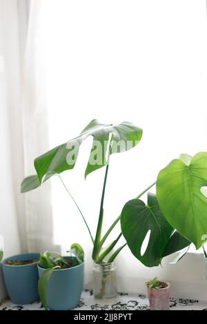 Vermehrung der Schweizer Käsefabrik , Philodendron Monstera im Wasser. Stockfoto