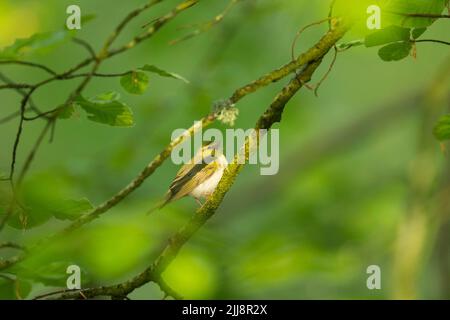 Waldsänger Phylloscopus sibilatrix, erwachsen, thront und singt von europäischem Buchenfagus sylvatica Zweig, Horner Wood, Exmoor National Park, Somerset Stockfoto