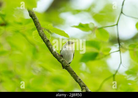 Waldsänger Phylloscopus sibilatrix, erwachsen, auf europäischer Buche thront Fagus sylvatica Zweig, Horner Wood, Exmoor National Park, Somerset, UK, Mai Stockfoto