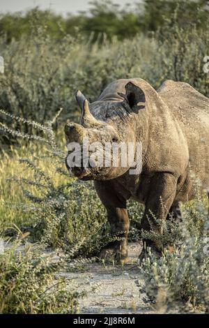 Ein schwarzes Nashorn mit Fronthorn wurde in Etosha, Namibia entfernt. Stockfoto