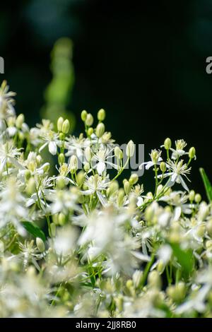 Nahaufnahme der duftenden Jungfrau-Bower Clematis flammula Stockfoto