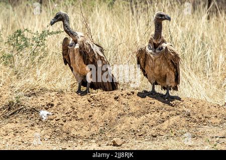 Zwei Weißrückengeier (Gyps africanus) stehen auf dem Boden. Stockfoto