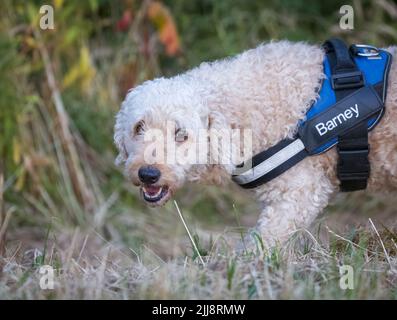 Ein schöner beigefarbener Labradoodle Hund, der ein Geschirr trägt Stockfoto