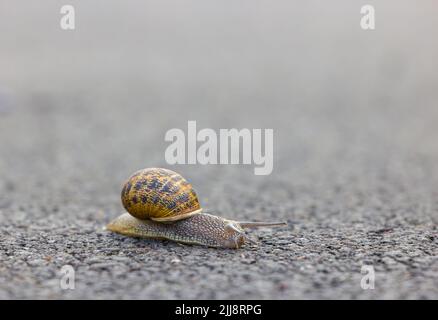 Eine gemeinsame Gartenschnecke, Cornu aspersum), die ihren Weg über eine asphaltierte Straße macht Stockfoto