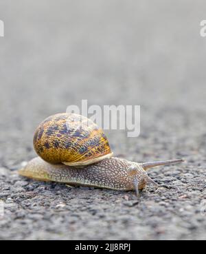 Eine gemeinsame Gartenschnecke, Cornu aspersum), die ihren Weg über eine asphaltierte Straße macht Stockfoto