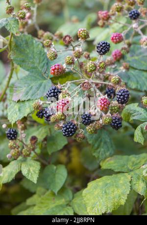 Ein Haufen Brombeeren, die auf einer Bramble-Pflanze in Lancashire, Großbritannien, reifen Stockfoto