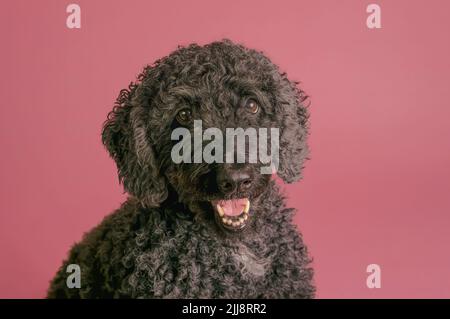 Formelles Studioporträt eines wunderschönen schwarzen Labradoodle-Hundes, fotografiert vor einem schlichten rosafarbenen Hintergrund Stockfoto