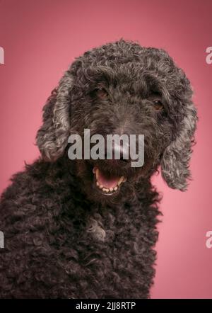 Formelles Studioporträt eines wunderschönen schwarzen Labradoodle-Hundes, fotografiert vor einem schlichten rosafarbenen Hintergrund Stockfoto