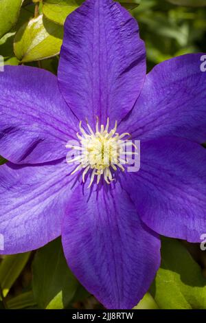 Nahaufnahme einer leuchtend bunten, tiefvioletten Clematis-Blume Stockfoto